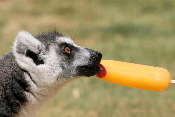 وقتی حیوانات باغ وحش میوه و بستنی می‌خورند (+عکس)