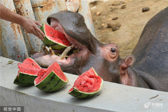 وقتی حیوانات باغ وحش میوه و بستنی می‌خورند (+عکس)
