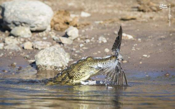 شکار یک پرنده توسط تمساح (+عکس)