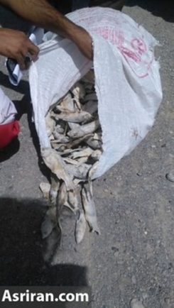 فروش ماهی مرده رود خشک شده هیرمند برای کسب درآمد(+عکس)