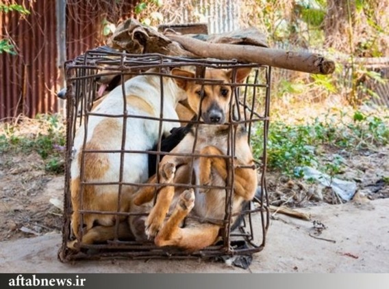 کشتارگاه وحشتناک سگ ها در کامبوج (+عکس)