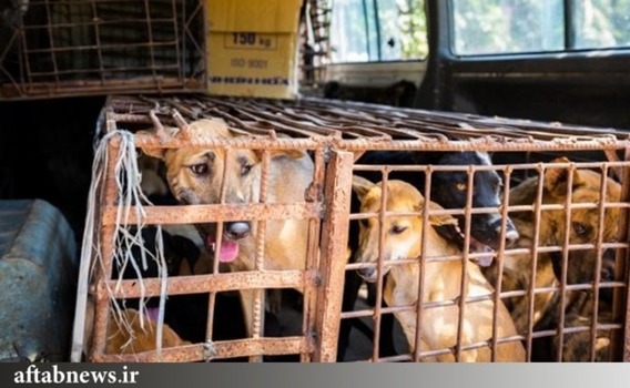 کشتارگاه وحشتناک سگ ها در کامبوج (+عکس)