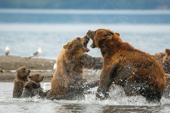 مسابقه عکاسي طبیعت وحشی روسیه در سال 2019 (+عکس)