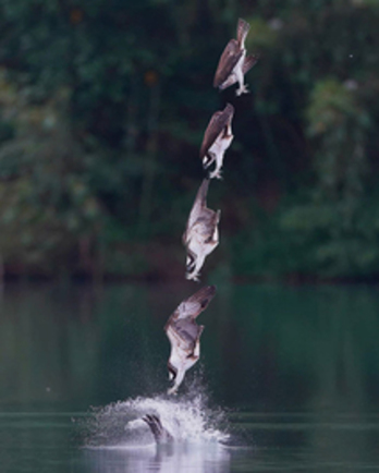 لحظه لحظه شکار عقاب ماهیگیر (+عکس)