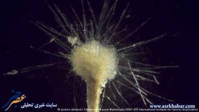 از تغذیه به استتار
این موجودی تک سلولی است که نامش Spiculosiphon Oceana است. این موجود در غارهای زیر آب در سواحل اسپانیا زندگی و از اسفنج تغذیه می‌کند. پس از خوردن اسفنج‌ها، خود او نیز شبیه آن‌ها می‌شود. به همین خاطر این موجود به یک تک سلولی ‌بزرگ تبدیل می‌شود که اندازه‌اش به ۴ تا ۵ سانتی‌متر می‌رسد. 