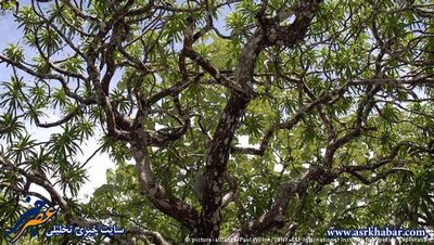 درخت بادبادکی
این درختی به طول ۱۲ متر در تایلند است. این درخت که Dracaena kaweesakii نام دارد، دارای برگ‌هایی به شکل شمشیر و شکوفه‌هایی به رنگ کرم است. از این درخت در کشورهای تایلند و میانمار تنها ۲۵۰۰ نهال وجود دارد. 