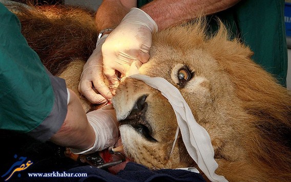 تصاویر فوق العاده از جراحی حیوانات