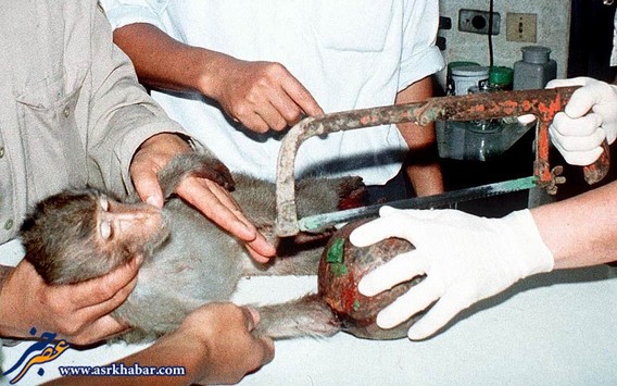 تصاویر فوق العاده از جراحی حیوانات