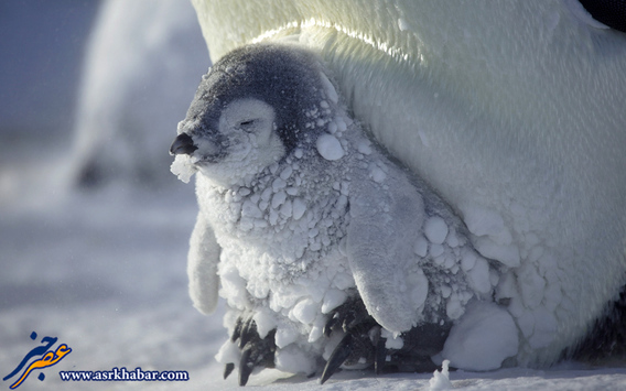 دنیای پنگوئن ها (تصاویر)