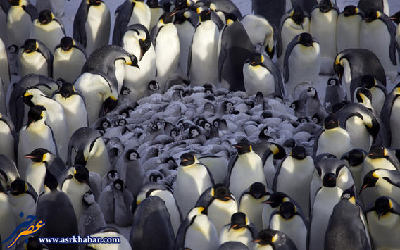 دنیای پنگوئن ها (تصاویر)