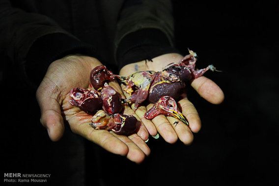 تصاویر دلخراش از شکار گنجشک