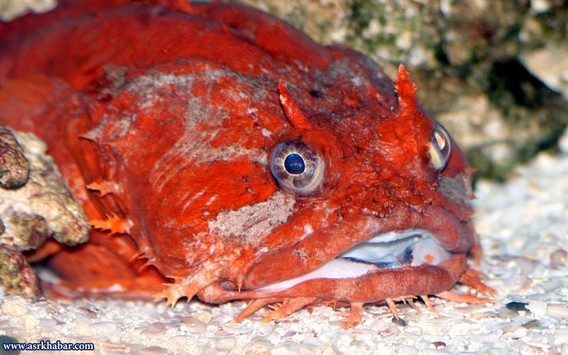 زشت ترین موجودات دریایی (عکس)