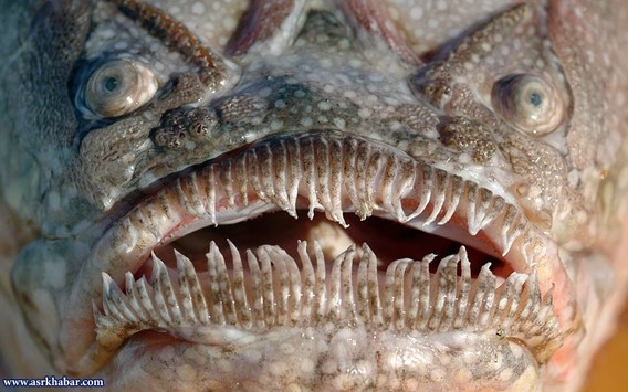 زشت ترین موجودات دریایی (عکس)