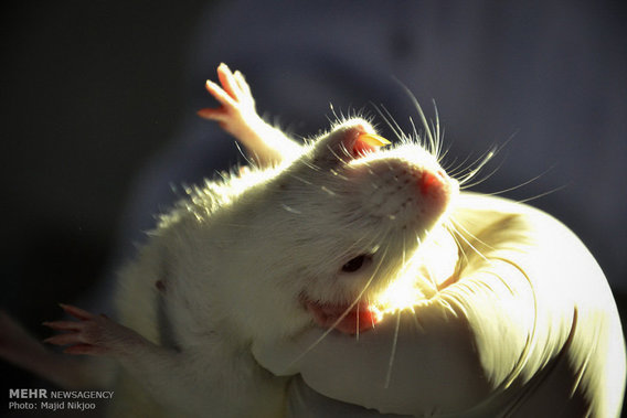 تصاویر جالب از موش های انیستیتو پاستور