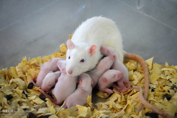 تصاویر جالب از موش های انیستیتو پاستور