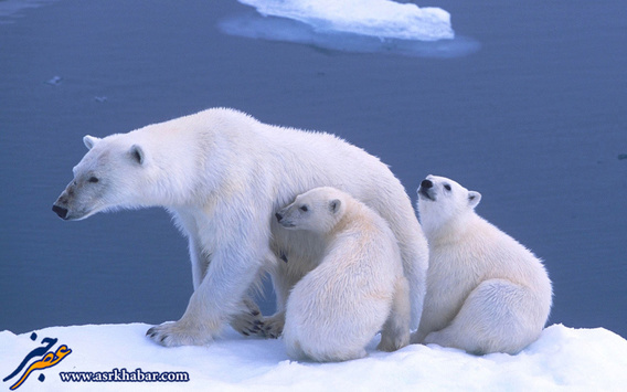 تصاویر دیدنی از زندگی یک خانواده متفاوت در قطب