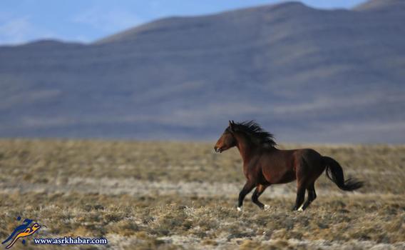 تصاویر: شکار اسب های وحشی