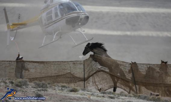 تصاویر: شکار اسب های وحشی