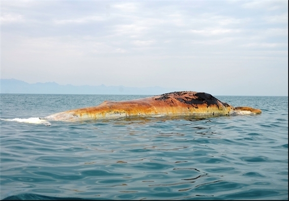 نهنگ عظیم‌الجثه در بوشهر +تصاویر