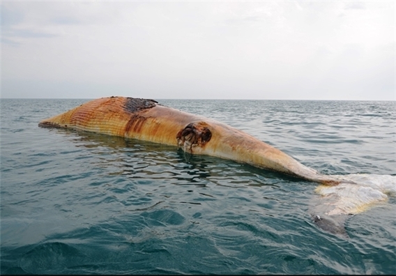 نهنگ عظیم‌الجثه در بوشهر +تصاویر