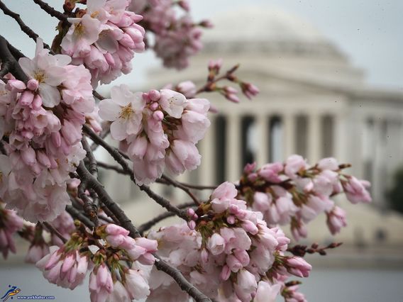 تصاویر جالب: واشنگتن؛ غرق در شکوفه گیلاس