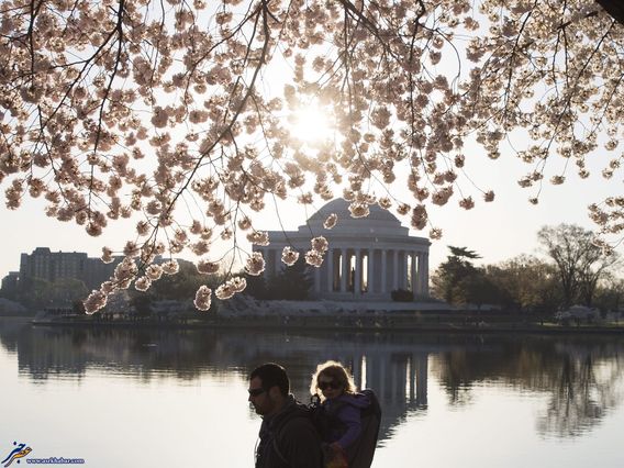 تصاویر جالب: واشنگتن؛ غرق در شکوفه گیلاس