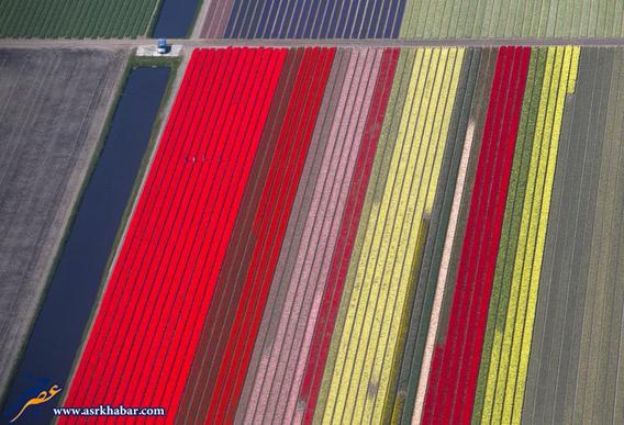 تصاویر فوق العاده از مزارع گل هلند