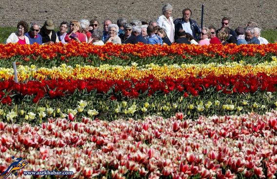 تصاویر فوق العاده از مزارع گل هلند