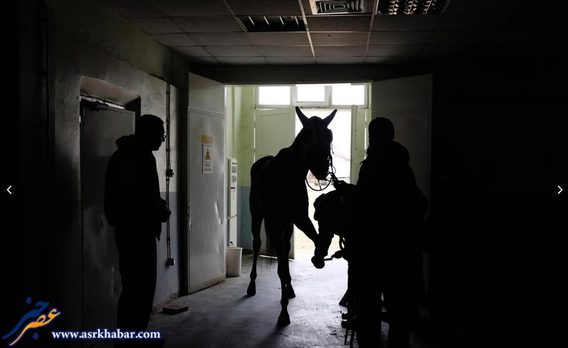 تصاویر فوق العاده از درمان اسب ها