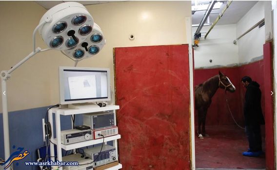 تصاویر فوق العاده از درمان اسب ها