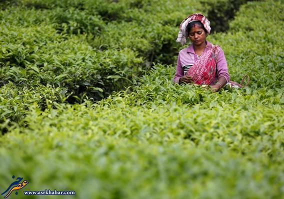 چای اصل هندی به این میگن (عکس)