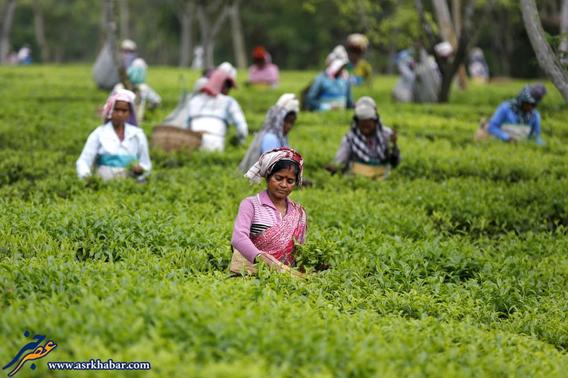 چای اصل هندی به این میگن (عکس)