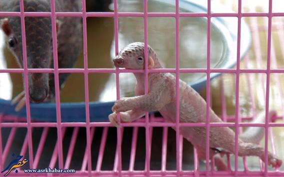 تصاویر ناراحت کننده از قاچاق حیوانات