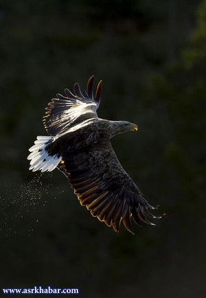 تصاویر فوق العاده از شکار ماهی توسط عقاب
