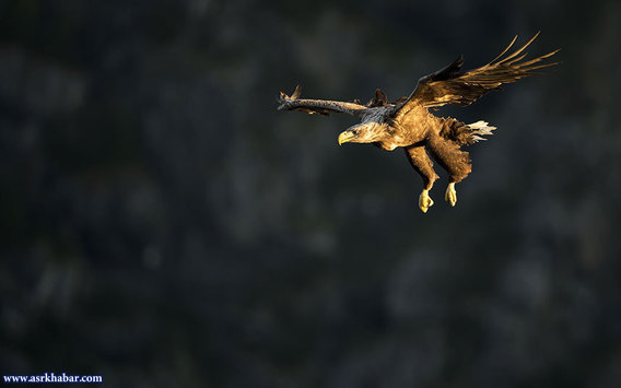 تصاویر فوق العاده از شکار ماهی توسط عقاب