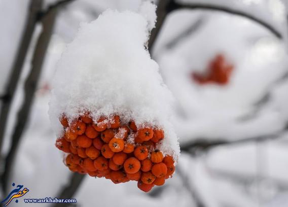 رنگ و بوی زمستان در جهان (عکس)
