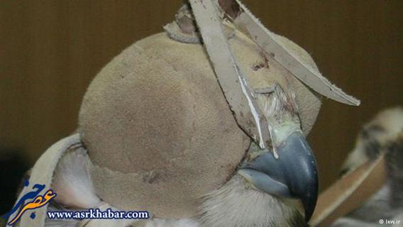 قاچاق پرندگان شکاری ایران از جمله شاهین، باز، بالابان، بحری و قوش به کشورهای عربی حوزه خلیج فارس، نسل پرندگان شکاری در ایران را در معرض خطر جدی قرار داده است.