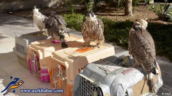 قیمت این پرندگان شکاری ایران در آن‌سوی آب‌های خلیج فارس و در کشورهای عربی از چندصد میلیون تومان تا چند میلیارد تومان تخمین زده می‌شود.