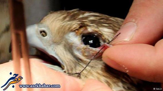 قاچاقچیان پس از زنده‌گیری پرندگان شکاری در ایران، برای آرام نگه داشتن آن‌ها اقدام به دوختن چشمان پرندگان شکاری می‌کنند.