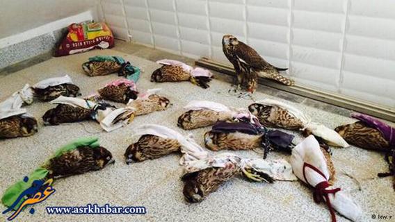 برای قاچاق پرندگان نادر حیات وحش ایران به کشورهای عربی، پرندگان را به شیوه‌ای ابتدایی و دردآور بسته‌بندی می‌کنند.
