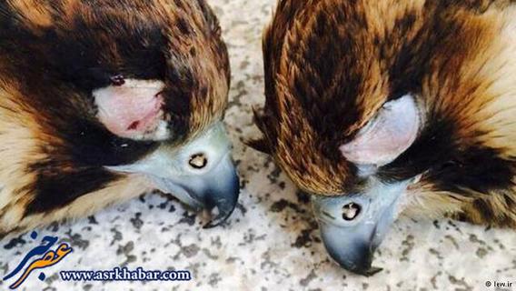 محموله قاچاق پرندگان شکاری کشف شده در شهرستان سمیرم اصفهان شامل ۱۰ شاهین ، ۴ بحری و ۲ بالابان. چشمان پرندگان به شکل بی‌رحمانه‌ای توسط صیادان دوخته شده است.