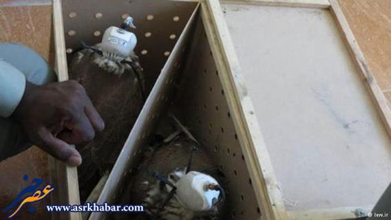 کشف یکی از بزرگترین محموله قاچاق پرندگان شکاری ایران در یک لنج ایرانی در آب‌های عمان.
