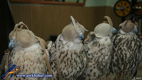 با این حال تعداد محموله‌های قاچاق پرندگان ایرانی که توسط محیط‌بانان کشف می‌‌شود بسیار ناچیز است. 