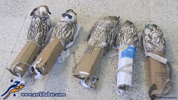 محموله‌های بسیاری از پرندگان شکاری ایران به کشورهای عربی می‌رسند بدون این‌که کشف شوند.
