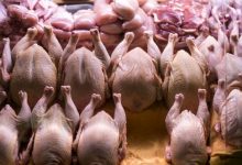 افزایش عرضه گوشت طیور و گوشت قرمز