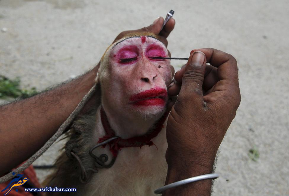 تصویر دیدنی از آرایش کردن میمون