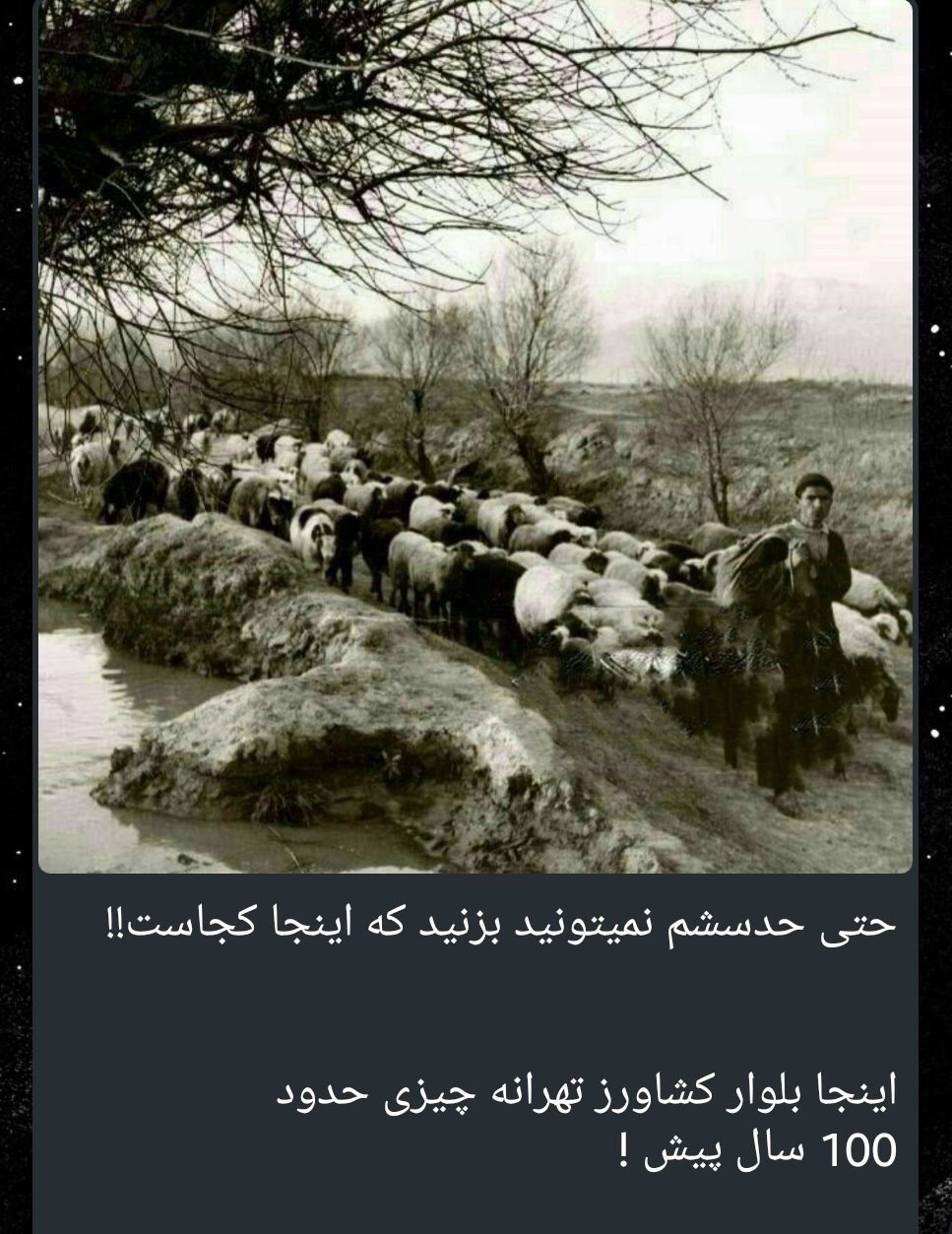 چرای گوسفندان در بلوار کشاورز تهران! +عکس