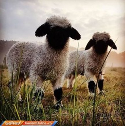 بامزه ترین گوسفندان دنیا در سوئیس! (+عکس)